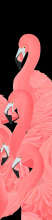 Art by Cartwright 52GCHP0277 - Flamboyance of Flamingos IV