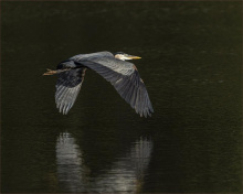 Art by CARTWRIGHT 52TW0004 - Blue Heron Flight
